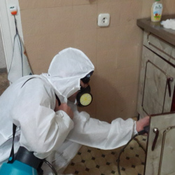 Дезинфекция от муравьев в квартире в Луховицах